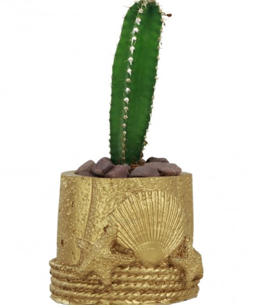 Mini Çiçek Saksı Küçük Sukulent Altın Kaktüs Saksısı Deniz Yıldızlı Kabuklu Model